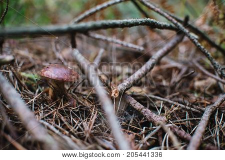 Close Up On  Bay Bolete ( Imleria Badia ) In Forest