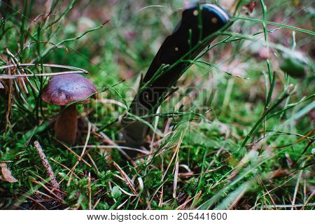 Close Up On  Bay Bolete ( Imleria Badia ) In Forest With Knife