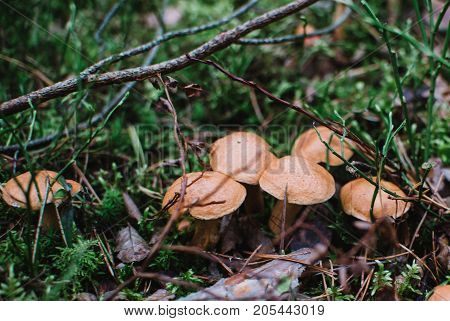 Close up on Suillus bovinus in the forest