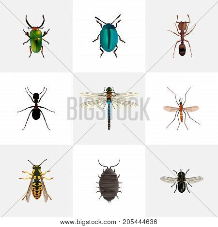 Realistic Emmet, Bee, Bug And Other Vector Elements
