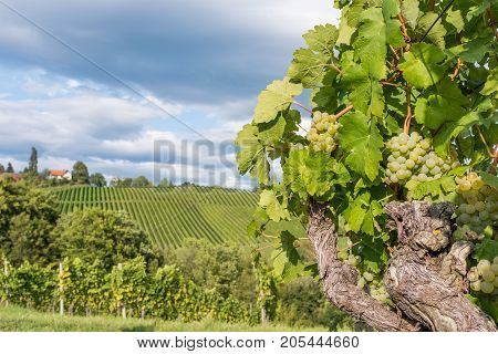 Ripe juicy green grapes for white vine in vineyard on south Styrian vine route in Austria