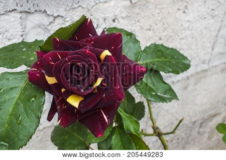 Very Unusual Deep Burgundy and Bright Yellow Bicolor Rose Against a Gray Garden Wall After the Rain