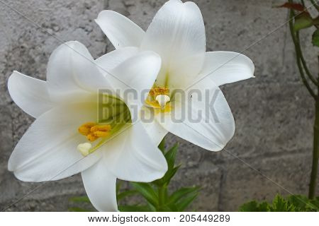 Two Bright White Lilies Against a Gray Garden Wall