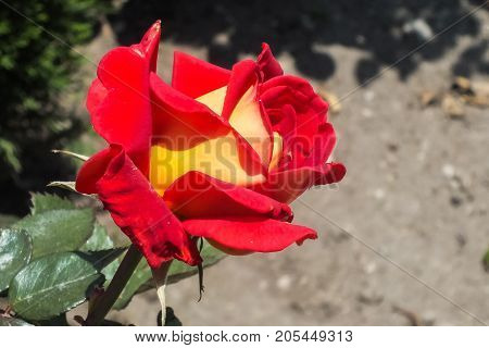 Striking Bright Red and Yellow Bicolor Rose in the Garden