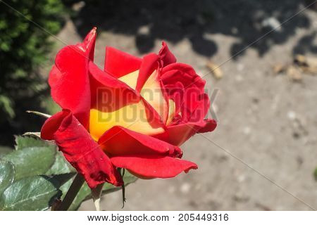 Unusual Bright Red and Yellow Bicolor Rose