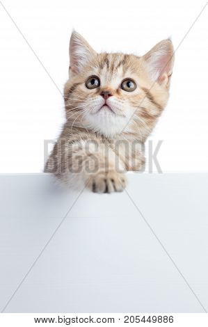 Kitten hanging over blank posterboard for message