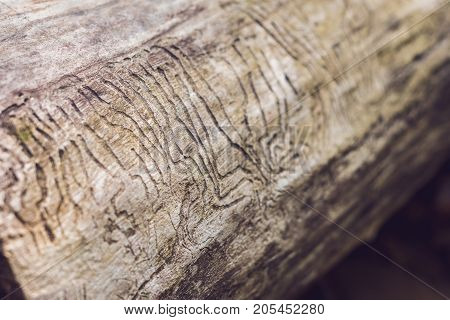 Bark Beetle Gallery Engraving On Wood