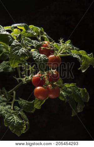 Growing the tomatoes. Ripe tomatoes in the vegetable garden.