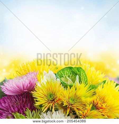 Chrisantemum fresh fall bright flowers border on blue sky background