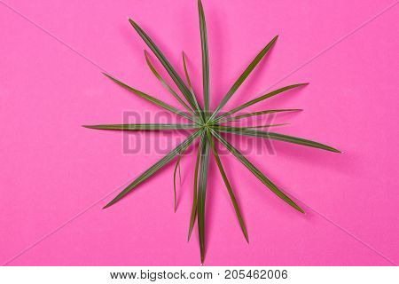 Tropical leaves on pink background. minimal concept. Flat lay.
