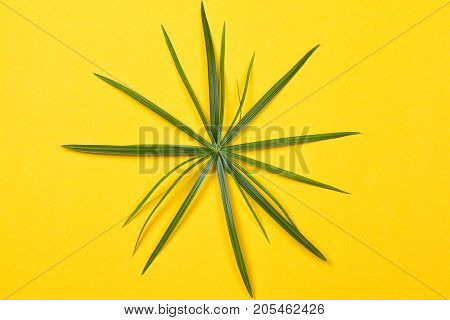 Tropical leaves on yellow background. minimal concept. Flat lay.
