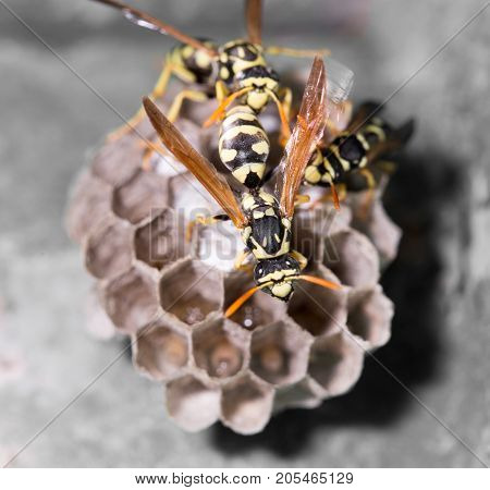 Wasp Nest with Pupae . In the park in nature