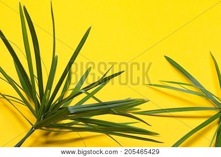 Tropical leaves on yellow background. minimal concept. Flat lay.