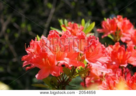 Bellezza dei rododendri