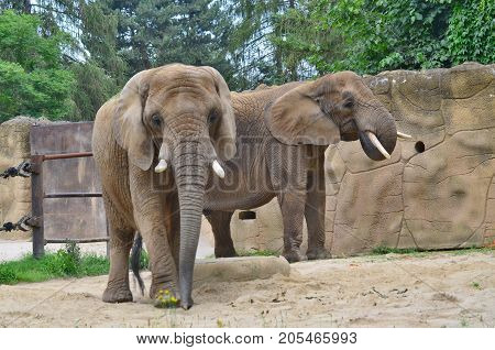 elephant ZOO Dvur Kralove eastern Bohemia Czech Republic