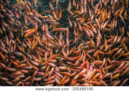 School of goldfishes in Madu Ganga Sri Lanka