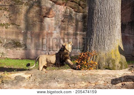 adult lion in Nuremberg zoo in Germany