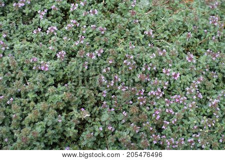 Thymus Praecox With Small Pink Flower Heads