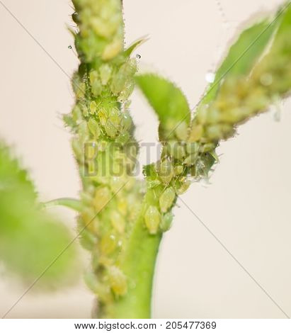 Aphids Under a Leaf . In the park in nature