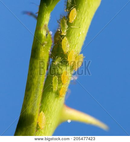 Aphids Under a Leaf . In the park in nature