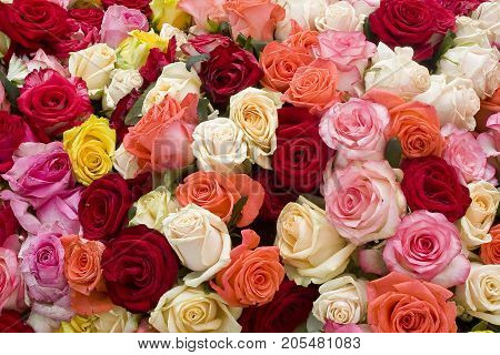 Colorful roses background. A bunch of colorful roses close up.