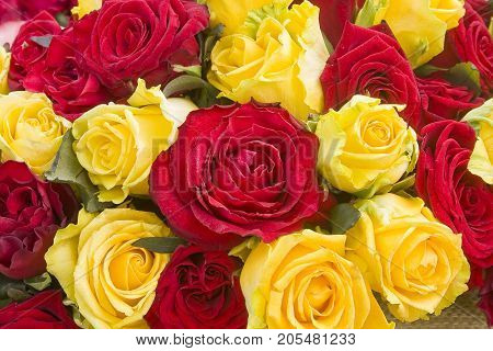 Colorful roses background. A bunch of red and yellow roses close up.