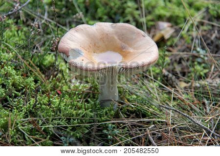 Mushroom. Edible mushroom. A large mushroom. A beautiful mushroom in the forest. Mushroom in the moss.