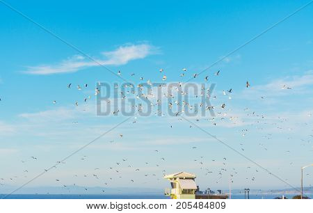 Flock of seagulls flying over a lifeguard hut in La Jolla beach California