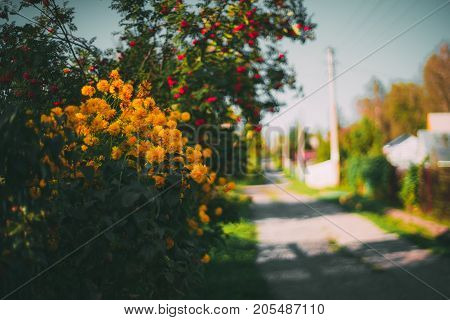Beautiful bush of yellow flowers with ripe mountain ash behind sunny autumn day street stretching into blurred distance in background clear blue sky electric main poles