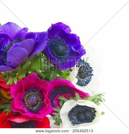 Fresh bunch anemones and roses flowers close up isolated on white background
