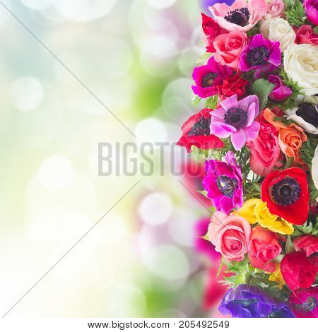 Fresh colorful anemones and roses flowers border on garden bokeh background with copy space