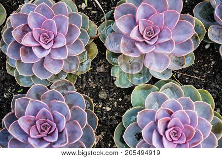 lilac violet plant flower agriculture close up design view industrial production