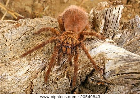 Karaiby złoty Tarantula szary