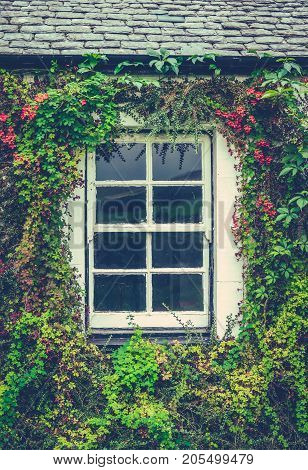 Detail Of A Window On An Old Cottage In England With A Lovely Floral Border