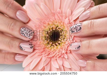 Elegant female hands holding gerbera. Beautiful womans hands with fresh manicure holding flower. Female treatment and beauty.