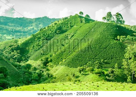 This image shows a coffee plantation in Jerico Colombia