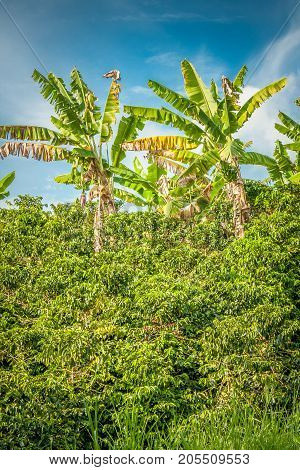 This image shows banana tress in a coffee plantation in Jerico Colombia in the state of Antioquia
