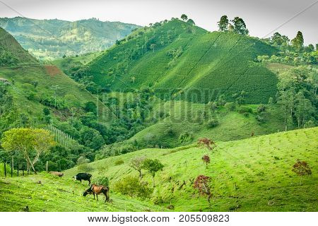 This image shows a coffee plantation in Jerico Colombia. In the front is a meadow with cows grazing