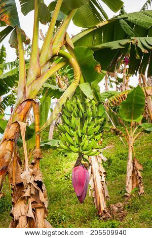 This image shows a banana tree in, Jerico Colombia in the state of Antioquia