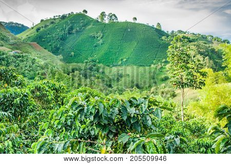 This image shows a coffee plantation in Jerico Colombia