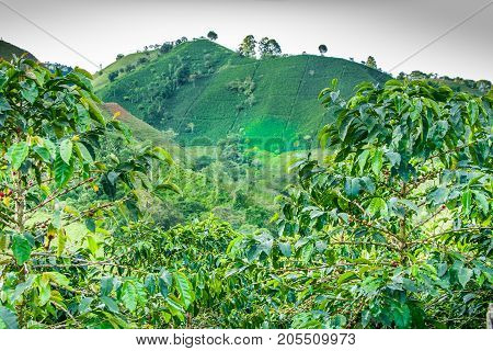 This image shows a coffee plantation in Jerico Colombia
