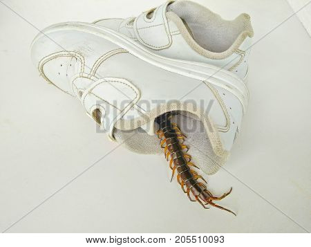Centipede in shoes rainy hazards poisonous beasts lurk intrusion into the house.