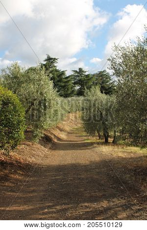 Olive Orchard and Vineyard in Frascati, Italy