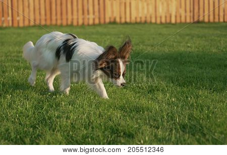 Beautiful young male dog Continental Toy Spaniel Papillon on a green lawn