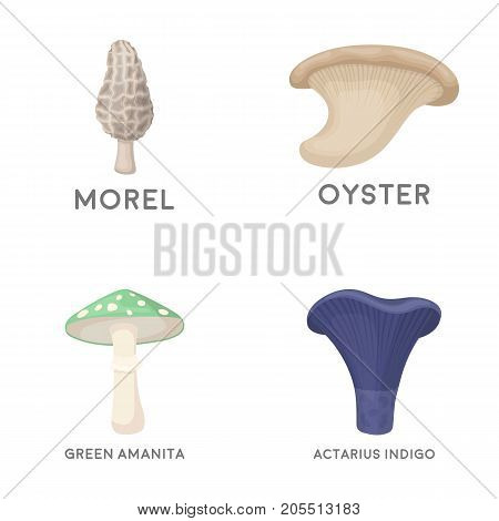 Morel, oyster, green amanita, actariu , indigo. set collection icons in cartoon style vector symbol stock illustration .