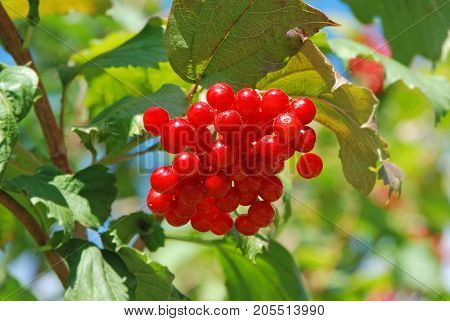 Some Ripe Viburnum On Branch