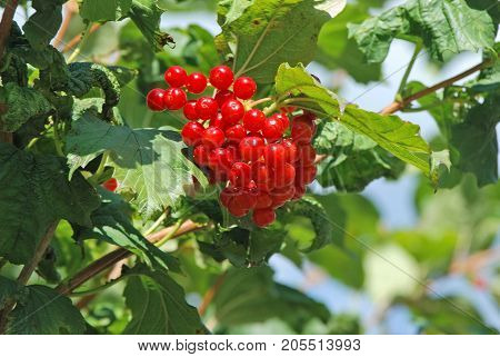 Some Ripe Viburnum On Branch