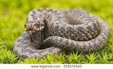 Steppe Viper is a dangerous snake. It is widespread in Central and southern Europe, and South-Eastern regions of Ukraine, particularly in Crimea. In Russia often found in steppe and forest-steppe zones of the European part of the country, the steppe regio