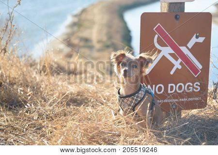 Small Chihuahua dog sitting near sign at the trailhead, with trail and water on background