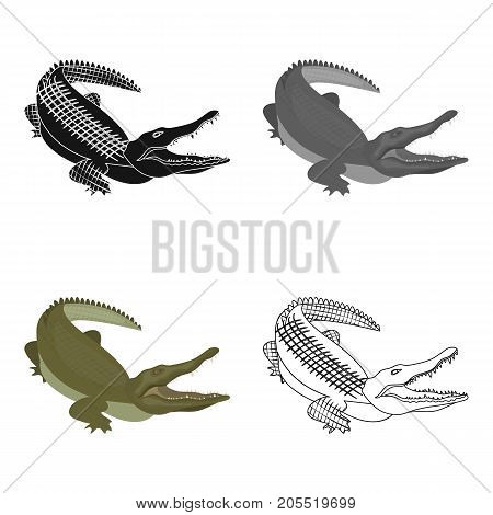 Crocodile, dangerous predator. Reptile, Nile crocodile single icon in cartoon style vector symbol stock illustration .